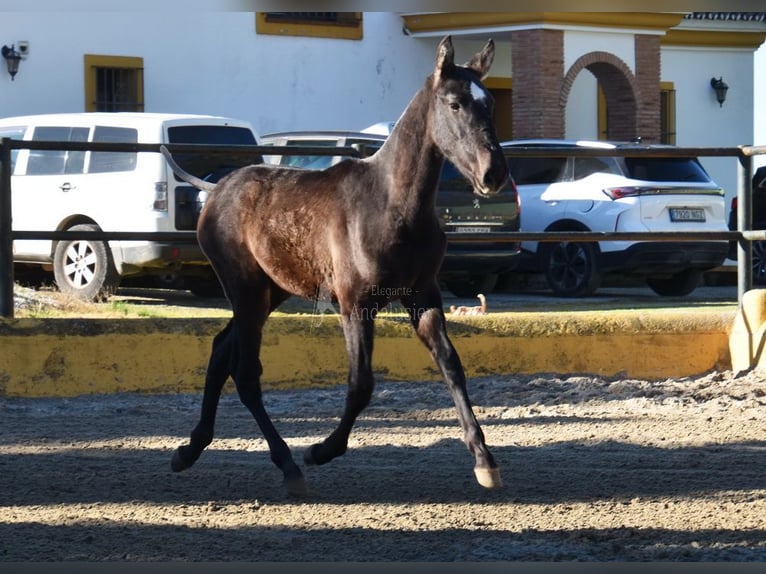 PRE Mix Stallion 1 year 14,1 hh Grey in Provinz Malaga