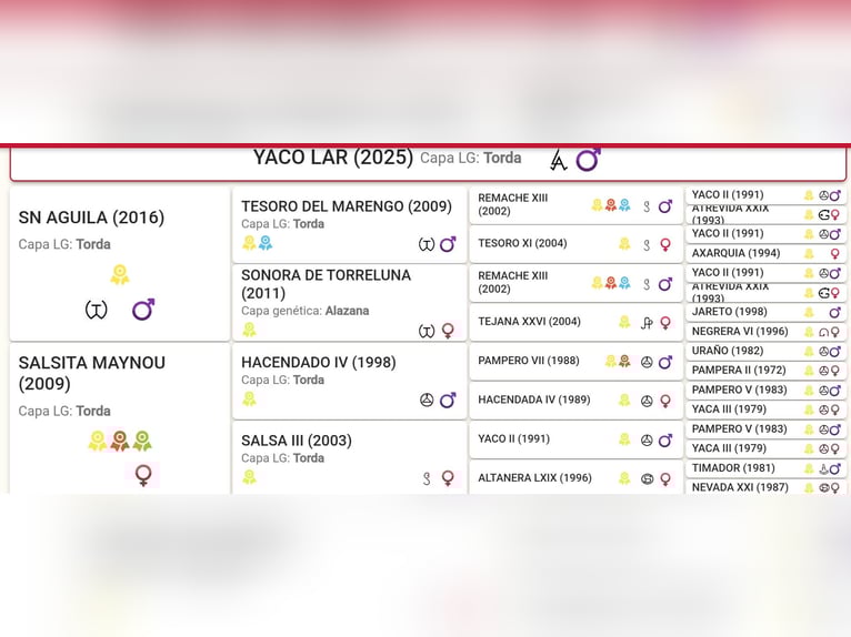 PRE Stallion 1 year 14,1 hh Grey in Cargadero Viejo