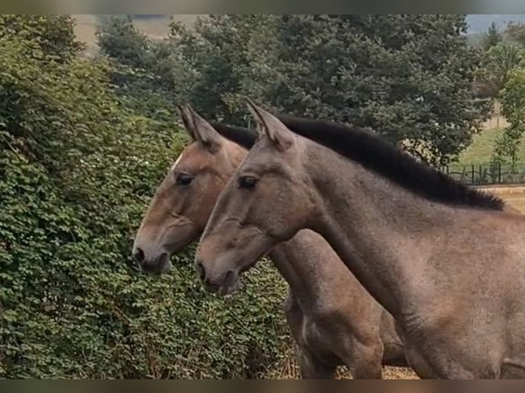 PRE Stallion 1 year 14,1 hh Grey in Cargadero Viejo