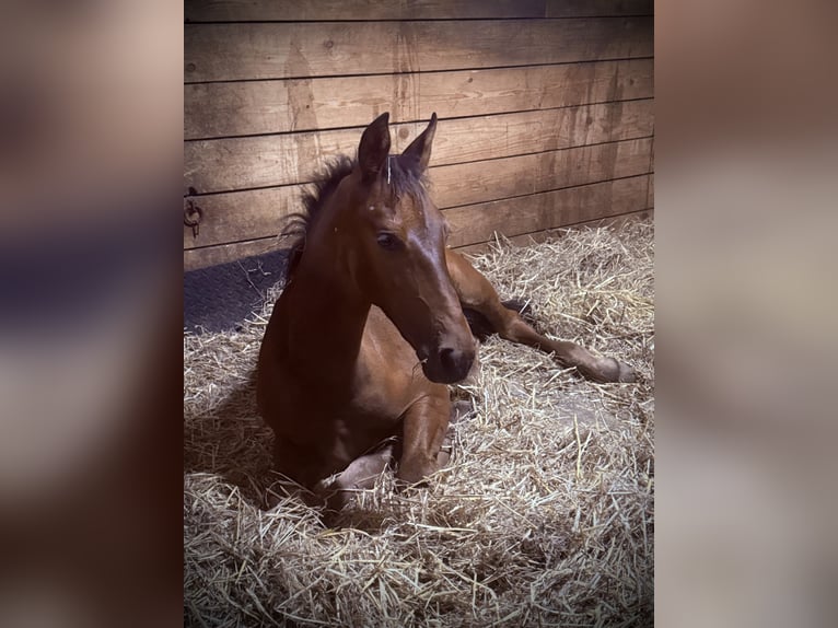 PRE Mix Stallion 1 year 14,2 hh Bay-Dark in StabroekStabroe