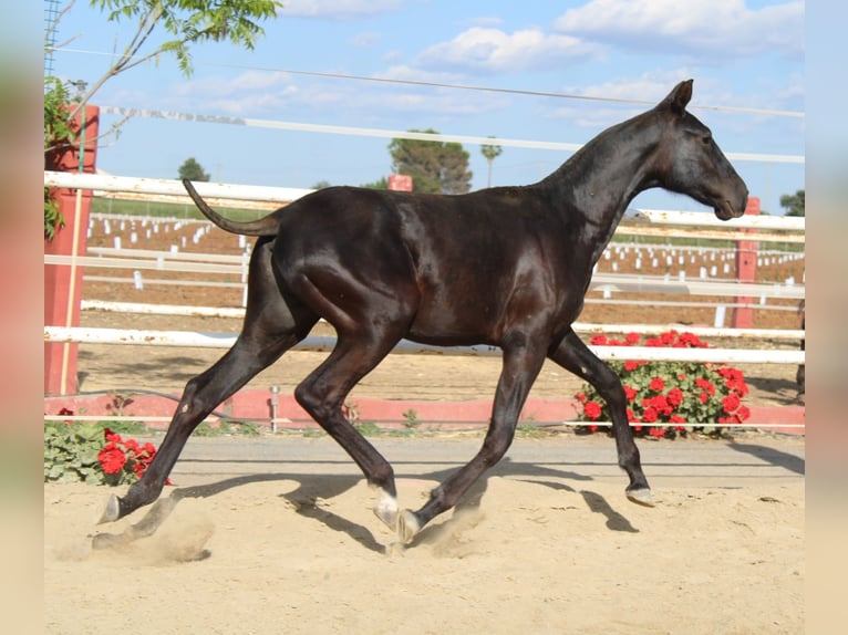 PRE Stallion 1 year 14,2 hh in Los Rosales