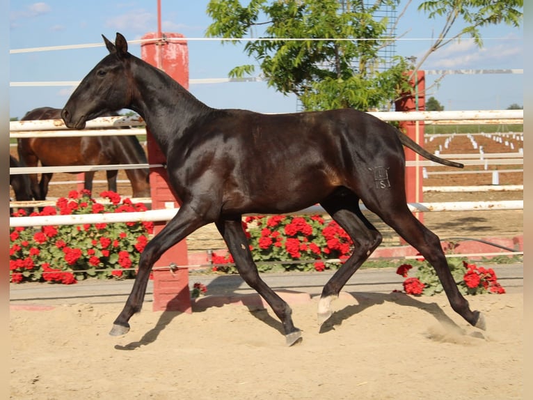 PRE Stallion 1 year 14,2 hh in Los Rosales