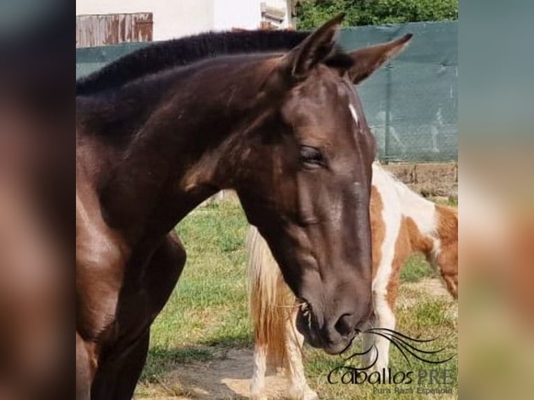 PRE Mix Stallion 1 year 14,2 hh in Barcelona
