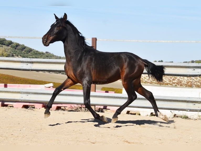 PRE Mix Stallion 1 year 14,3 hh Bay-Dark in Provinz Malaga