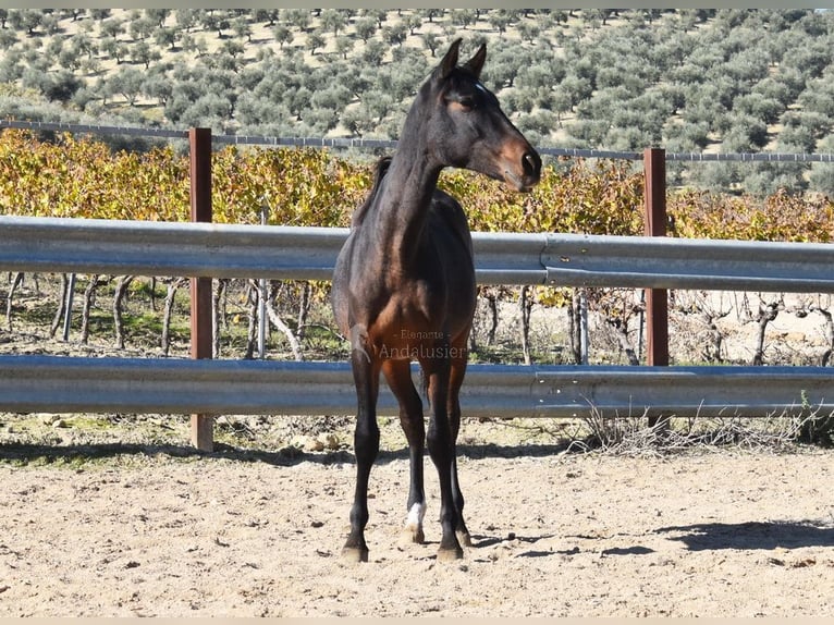 PRE Mix Stallion 1 year 14,3 hh Bay-Dark in Provinz Malaga