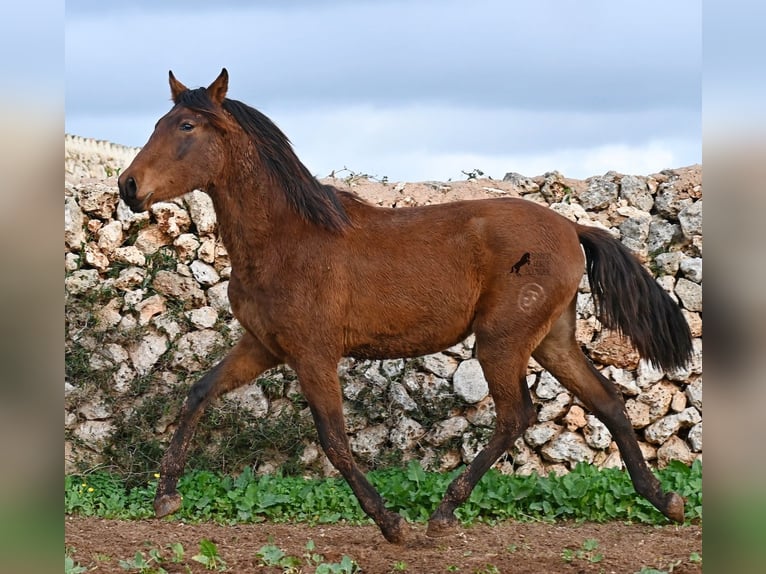 PRE Mix Stallion 1 year 14,3 hh Brown in Menorca