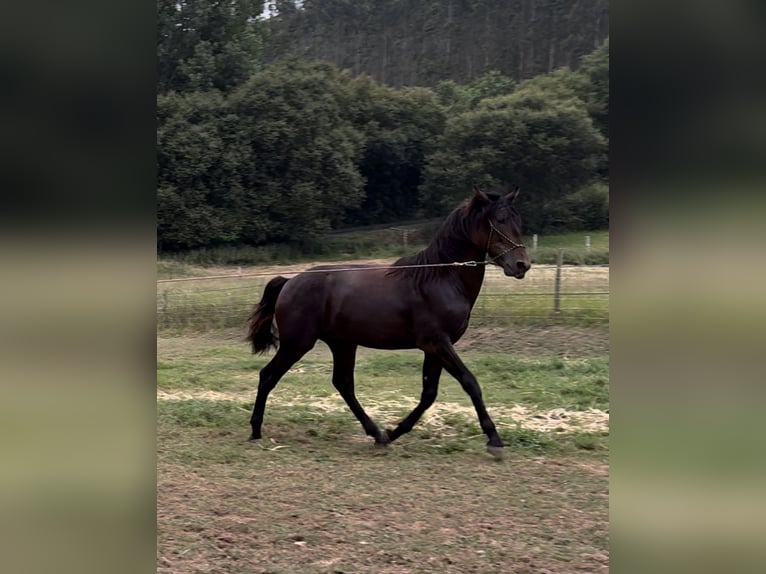 PRE Stallion 1 year 15.1 hh Bay-Dark in Riotorto