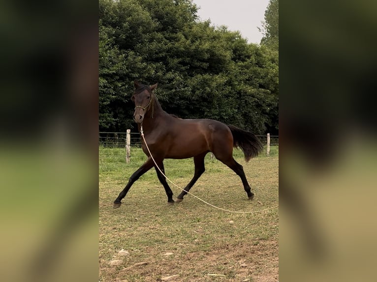 PRE Stallion 1 year 15.1 hh Bay-Dark in Riotorto