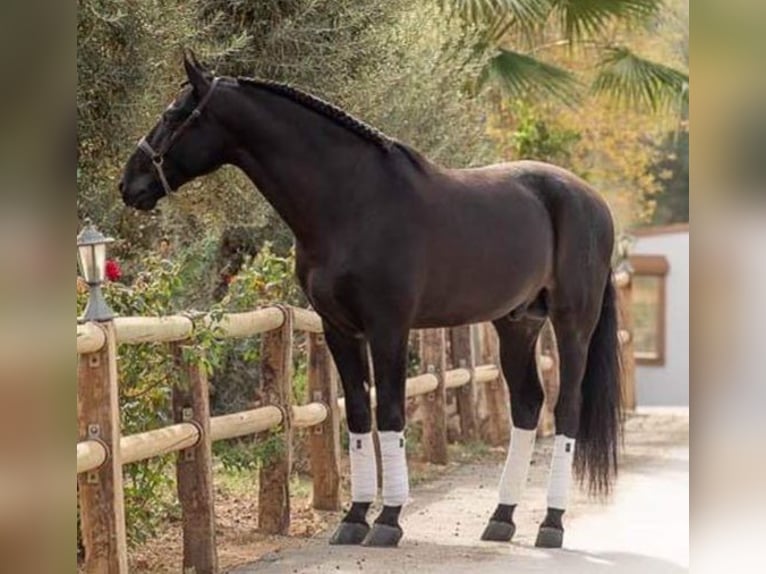 PRE Stallion 1 year 15.1 hh Bay-Dark in Estepa