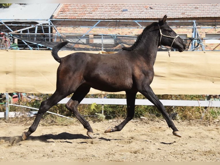 PRE Stallion 1 year 15.1 hh Black in Provinz Granada