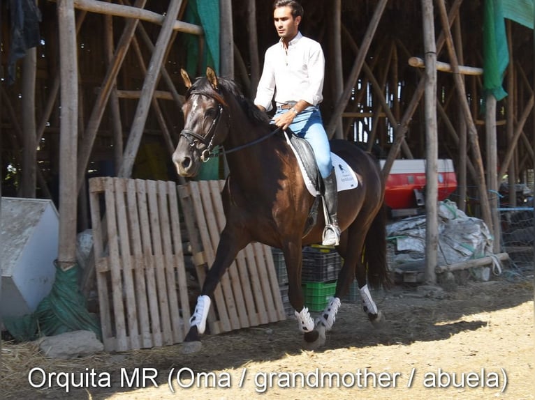 PRE Stallion 1 year 15.1 hh Black in Provinz Granada