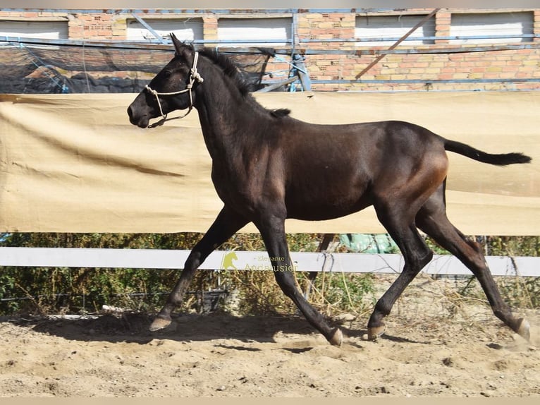 PRE Stallion 1 year 15.1 hh Black in Provinz Granada