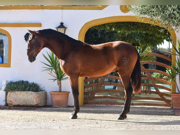 PRE Stallion 1 year 15,1 hh Brown in Ciutadella De Menorca