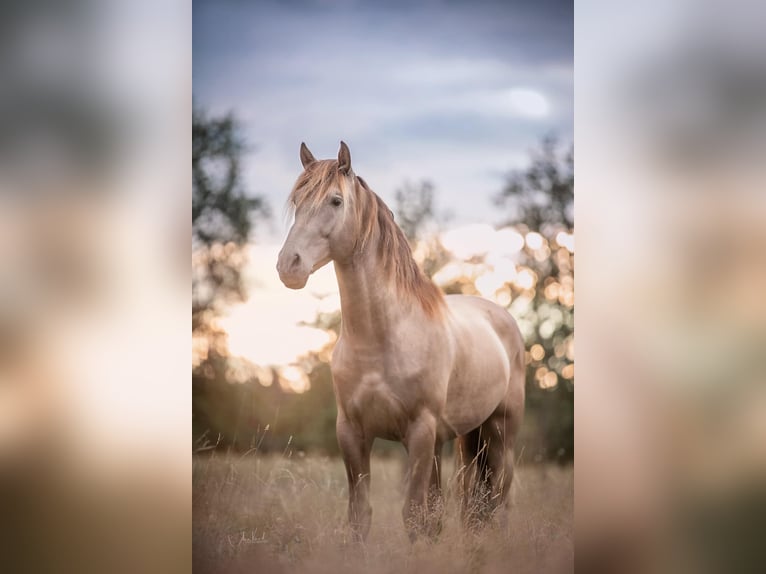 PRE Mix Stallion 1 year 15,1 hh Chestnut-Red in Steyerberg