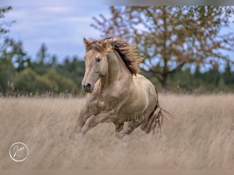 PRE Mix Stallion 1 year 15,1 hh Chestnut-Red in Steyerberg