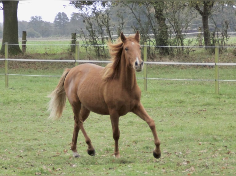 PRE Mix Stallion 1 year 15,1 hh Chestnut-Red in Steyerberg