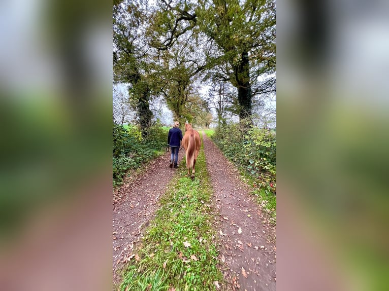 PRE Mix Stallion 1 year 15,1 hh Chestnut-Red in Steyerberg