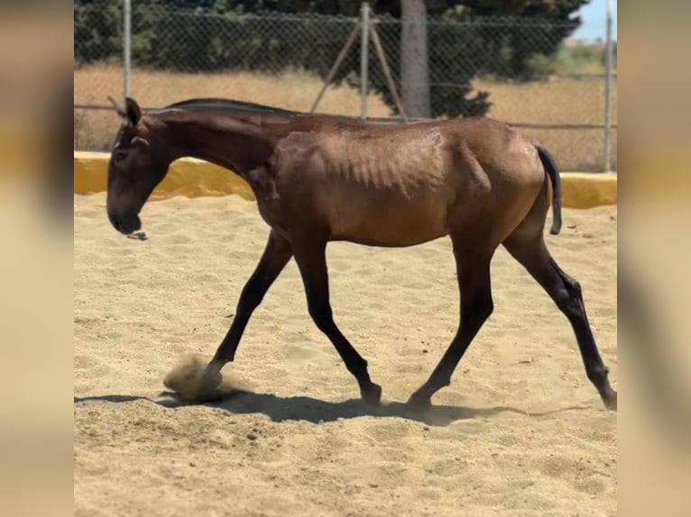PRE Stallion 1 year 15.1 hh Grey in Xerta