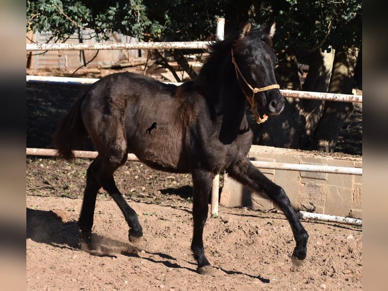 PRE Stallion 1 year 15,2 hh Black in Mallorca