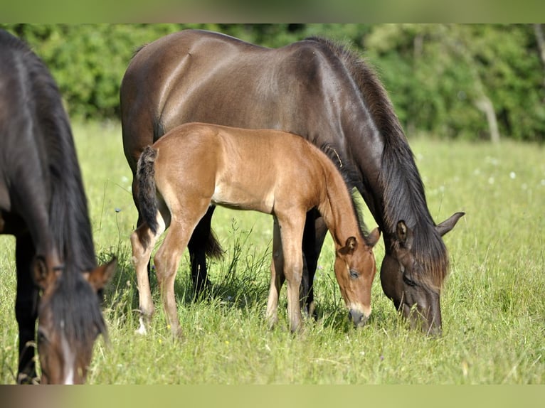 PRE Stallion 1 year 15,2 hh Brown in Waldhölzbach