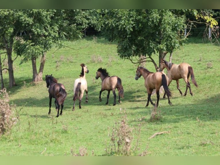 PRE Stallion 1 year 15,2 hh Brown Falb mold in Bibertal