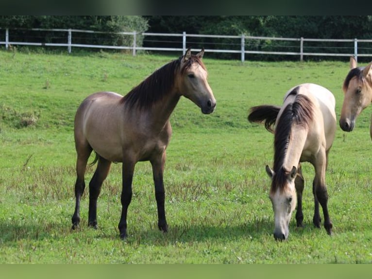 PRE Stallion 1 year 15,2 hh Brown Falb mold in Bibertal