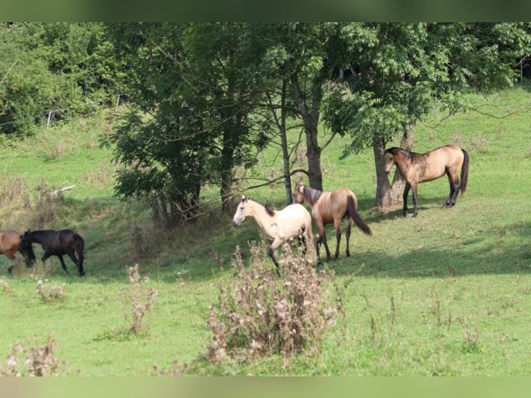 PRE Stallion 1 year 15,2 hh Brown Falb mold in Bibertal