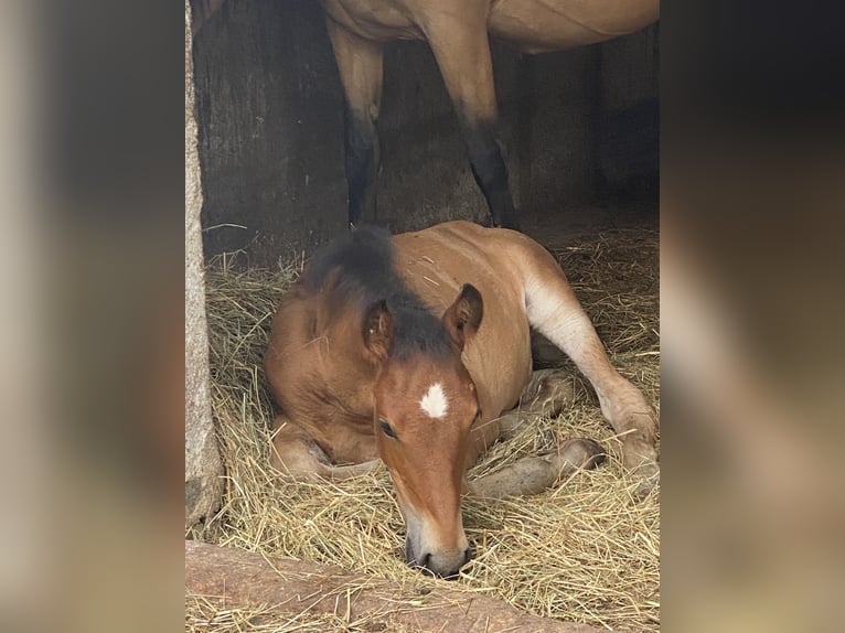 PRE Stallion 1 year 15.2 hh Brown in Gottfrieding
