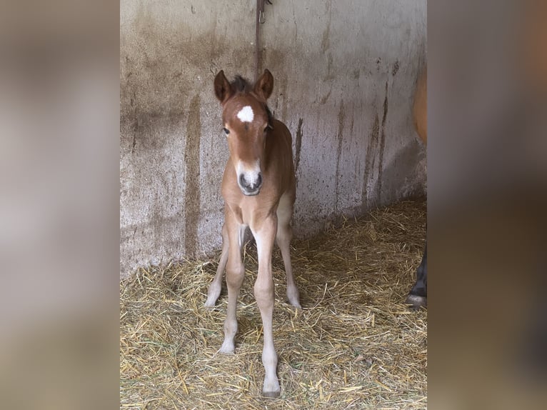 PRE Stallion 1 year 15.2 hh Brown in Gottfrieding