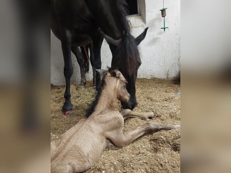 PRE Mix Stallion 1 year 15.2 hh Buckskin in Smørum