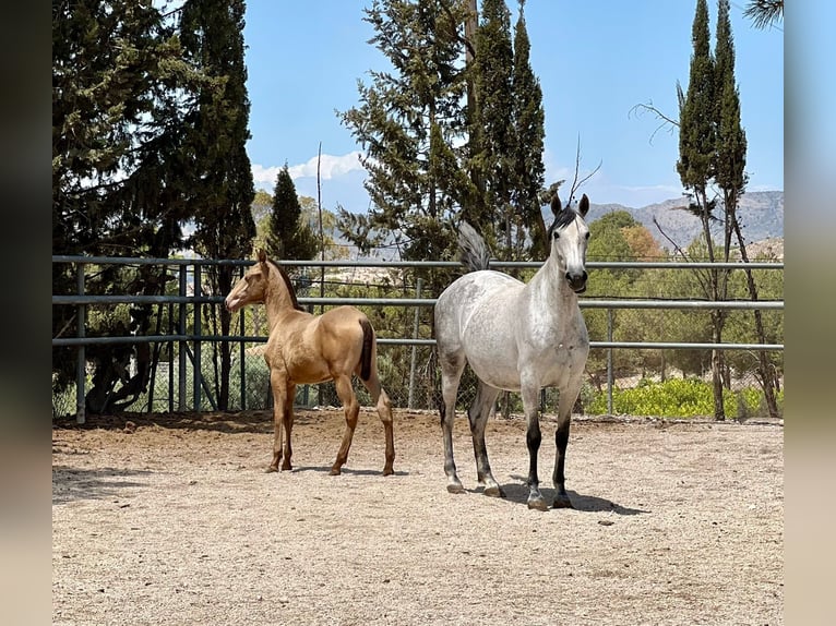 PRE Stallion 1 year 15,2 hh Champagne in Archena