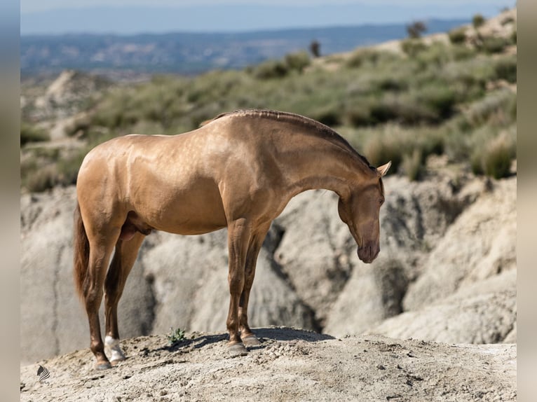 PRE Stallion 1 year 15,2 hh Champagne in Archena