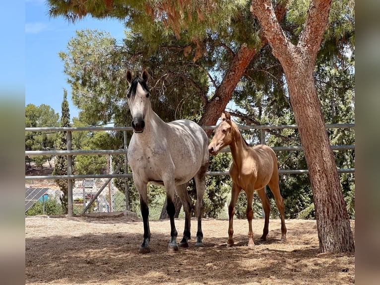 PRE Stallion 1 year 15,2 hh Champagne in Archena