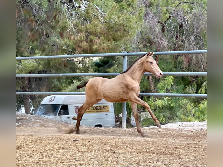 PRE Stallion 1 year 15,2 hh Champagne in Archena