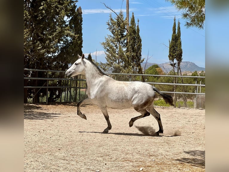 PRE Stallion 1 year 15,2 hh Champagne in Archena