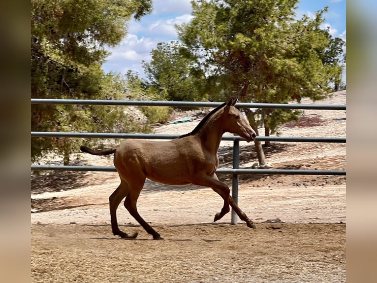 PRE Stallion 1 year 15,2 hh Champagne in Archena