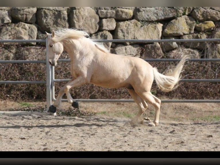 PRE Mix Stallion 1 year 15.2 hh  in Colonia Rosal, La (Berga)