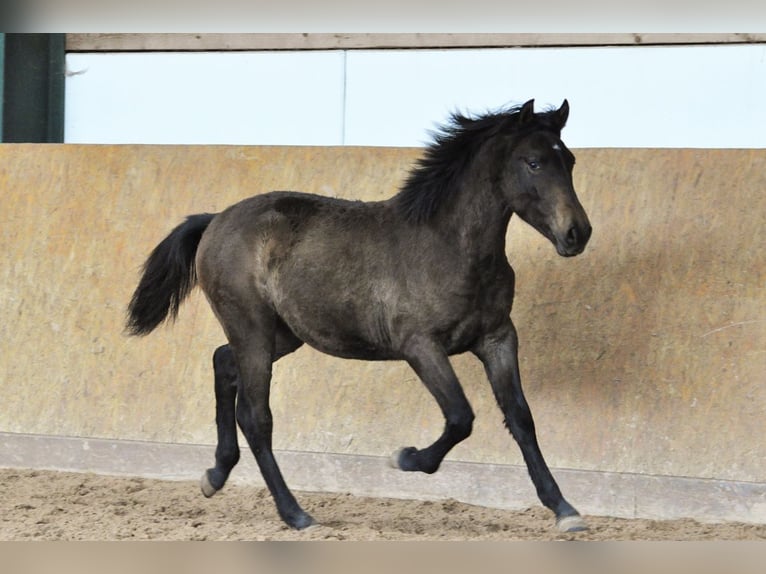PRE Stallion 1 year 15,2 hh Gray in Waldhölzbach