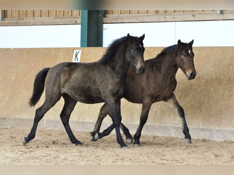 PRE Stallion 1 year 15,2 hh Gray in Waldhölzbach