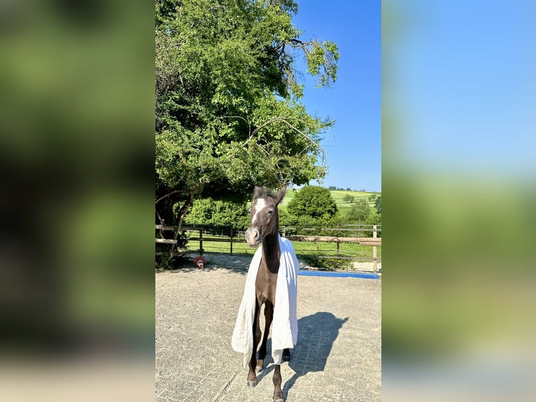 PRE Stallion 1 year 15.2 hh Grey in Dürmentingen