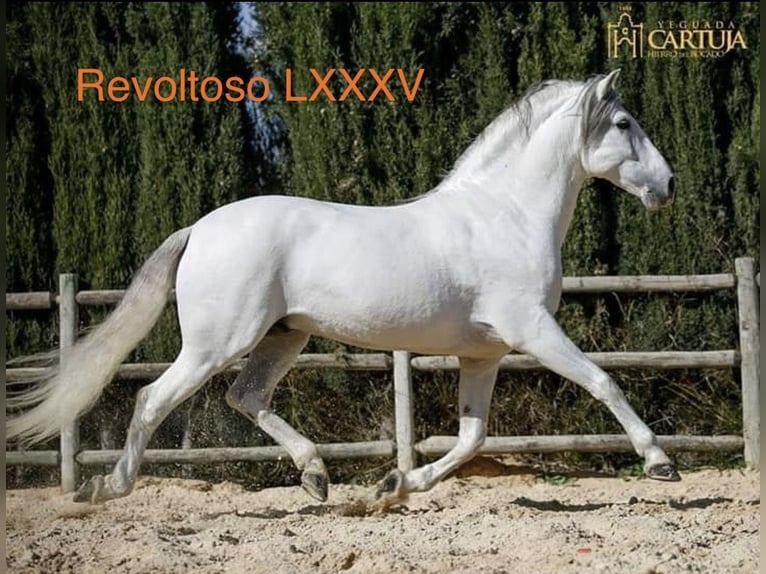 PRE Stallion 1 year 15.2 hh Grey in Dürmentingen