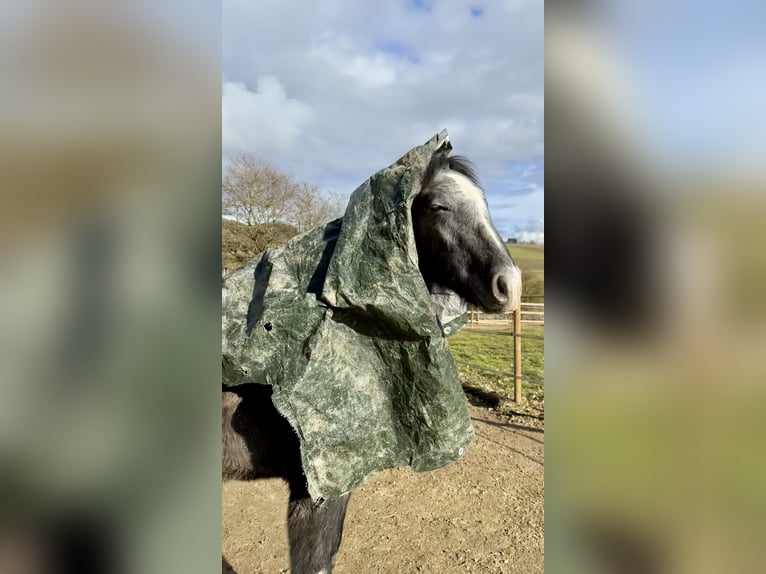 PRE Stallion 1 year 15.2 hh Grey in Dürmentingen