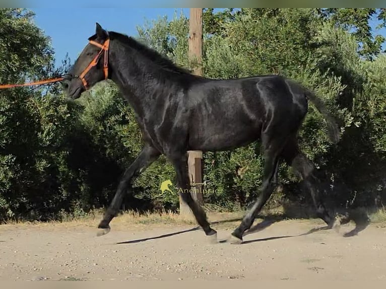 PRE Stallion 1 year 15.2 hh Grey in Provinz Granada