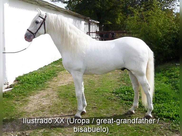 PRE Stallion 1 year 15.2 hh Grey in Provinz Granada