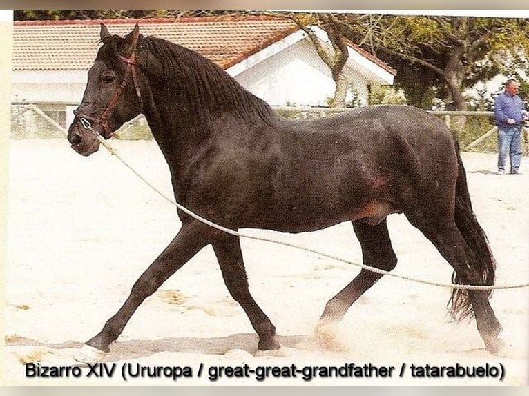 PRE Stallion 1 year 15.2 hh Grey in Provinz Granada