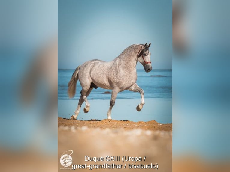 PRE Stallion 1 year 15.2 hh Grey in Provinz Granada