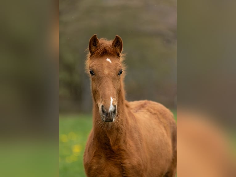 PRE Stallion 1 year 15.2 hh Pearl in Feuchtwangen