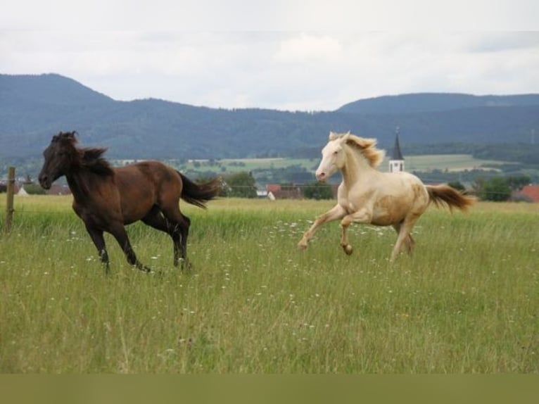 PRE Mix Stallion 1 year 15,2 hh Perlino in Balingen