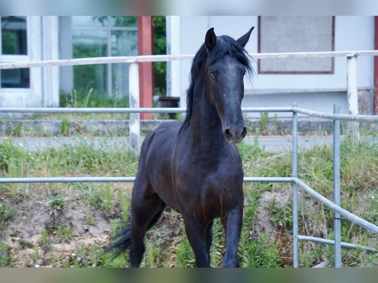 PRE Mix Stallion 1 year 15,3 hh Black in Vilamarín
