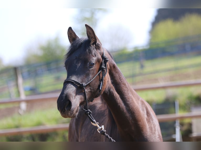 PRE Stallion 1 year 15,3 hh Black in Postfeld